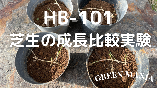 HB101　芝生の成長比較実験