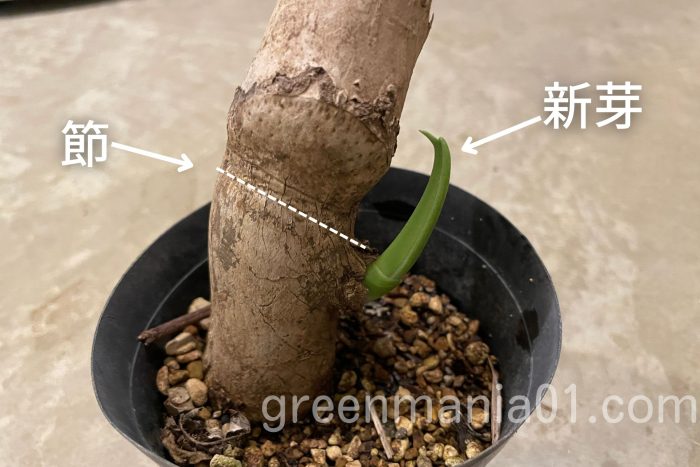 モンステラの茎　節と新芽の関係