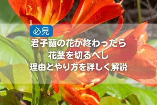 【必見】君子蘭の花が終わったら花茎を切るべし｜理由とやり方を詳しく解説