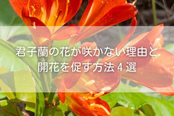 君子蘭（クンシラン）の花が咲かない理由と開花を促す方法４選